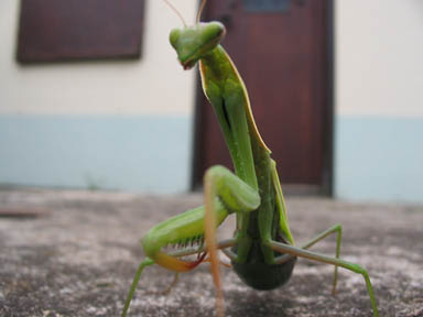 alien