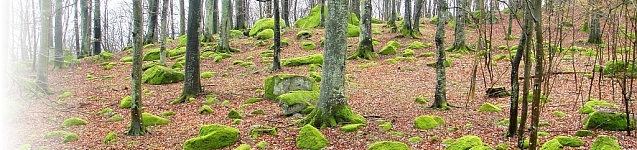 skog_sve.jpg