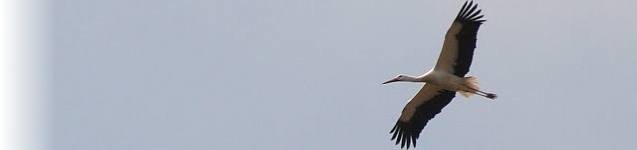 stork